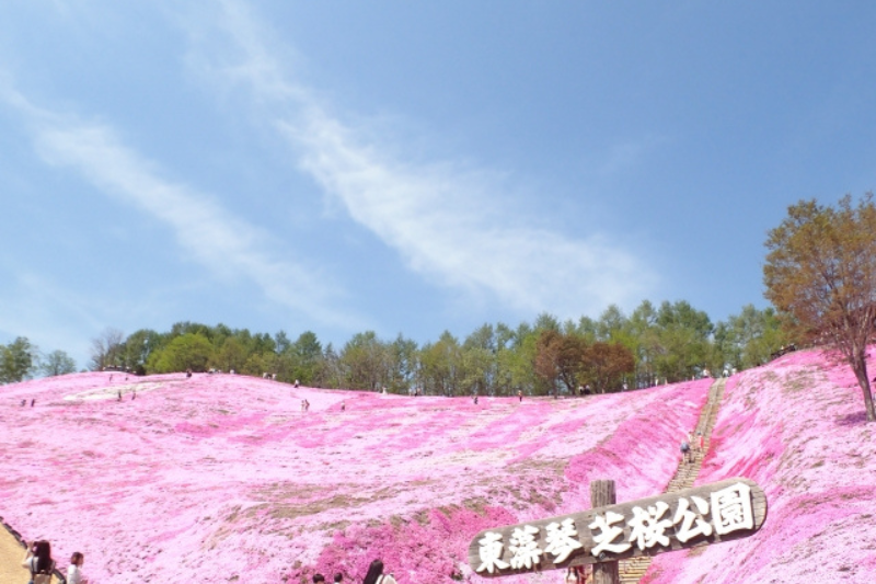 東藻琴芝桜公園
