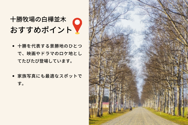 十勝牧場の白樺並木 おすすめポイント、十勝を代表する景勝地のひとつで、映画やドラマのロケ地としてたびたび登場しています。家族写真に最適なスポットです。