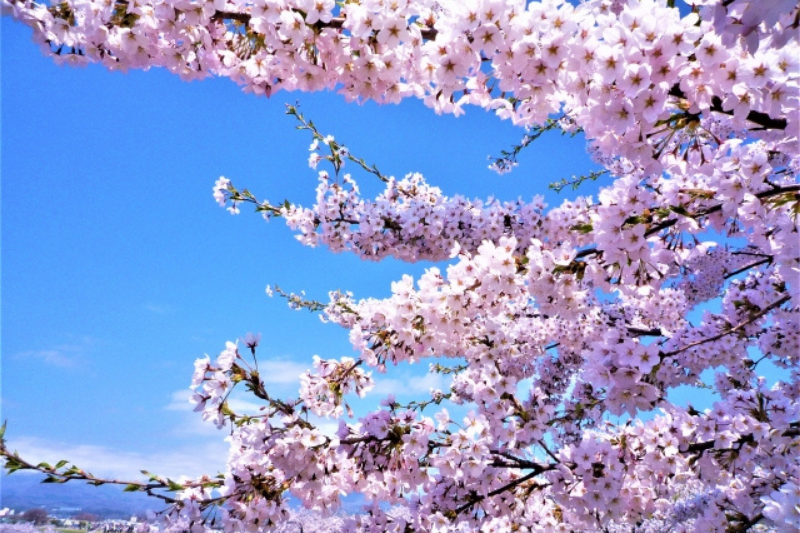 北海道の桜