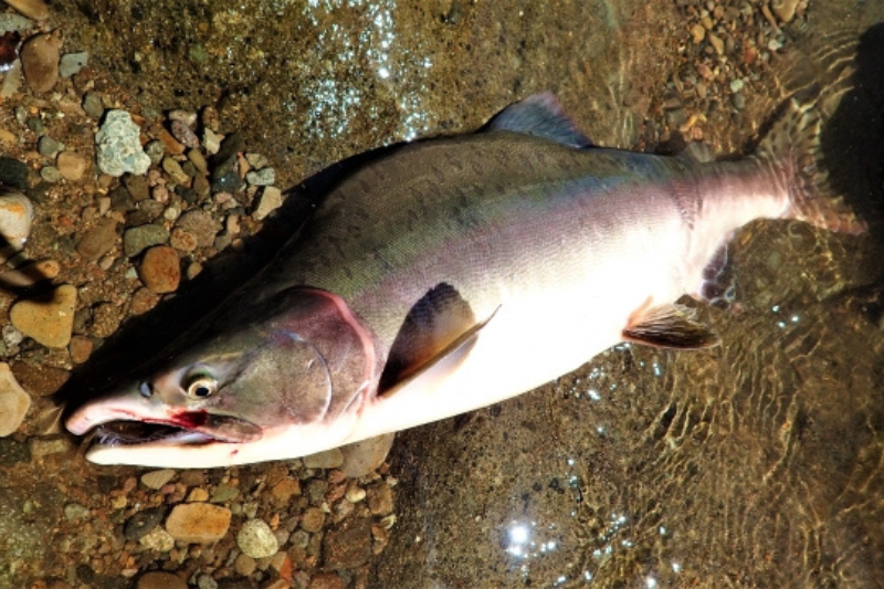 カラフトマス釣り