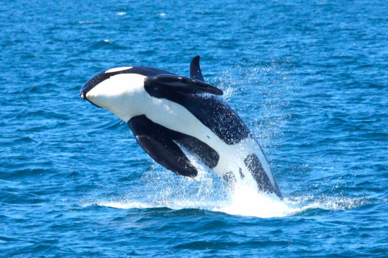 知床ネイチャークルーズ 公式HP