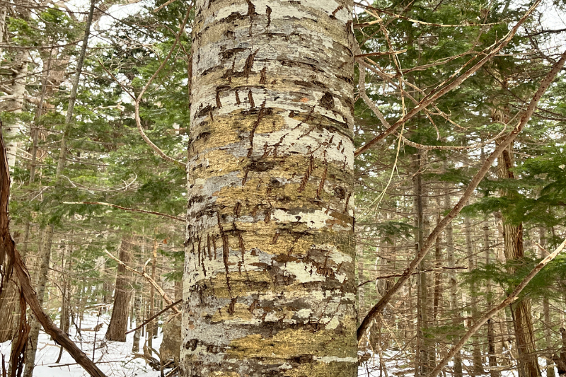 ヒグマの爪痕が残る木