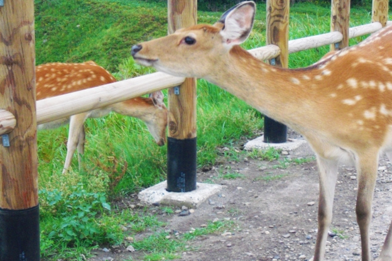 知床エゾシカ