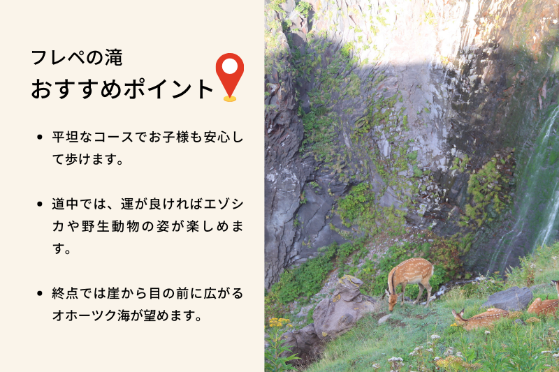 おすすめポイントは、平坦なコースでお子様も安心して歩けます。道中ではエゾシカの姿が、終点では崖から目の前に広がるオホーツク海が楽しめます。