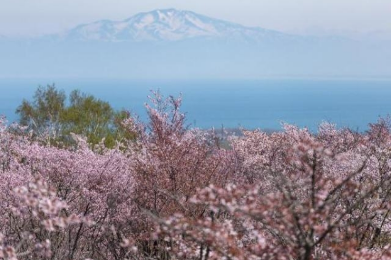天都山桜公園