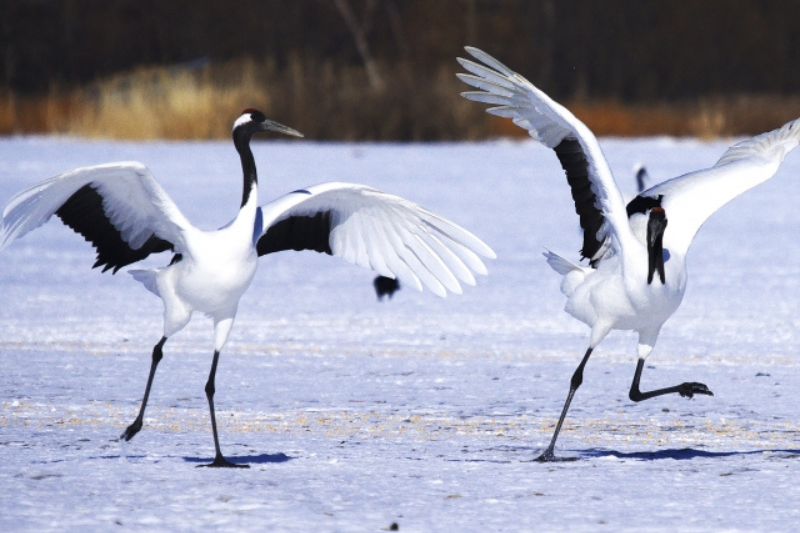 釧路のタンチョウつる