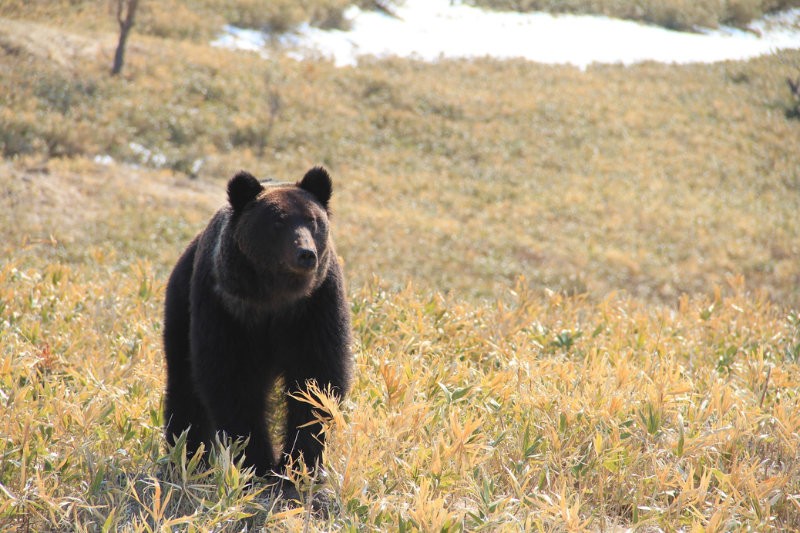 知床ヒグマ