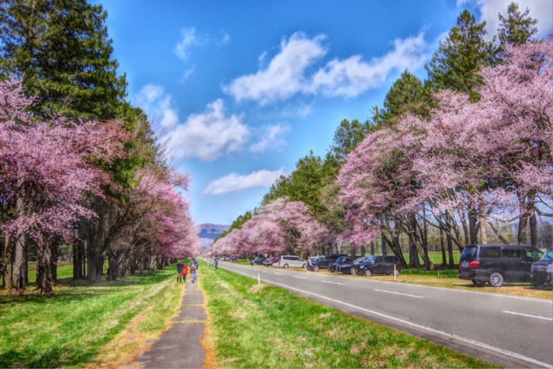 二十間道路の桜