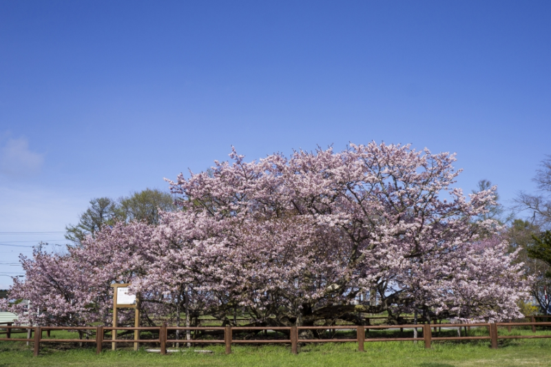 野付小学校の桜