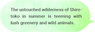 The untouched wilderness of Shiretoko in summer is teeming with lush greenery and wild animals.