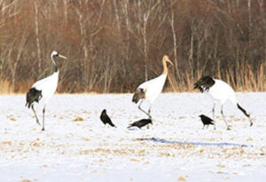 阿寒国際ツルセンター「グルス」