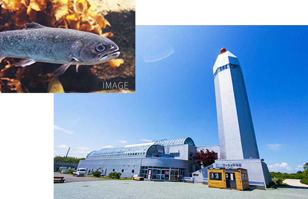 標津サーモン科学館