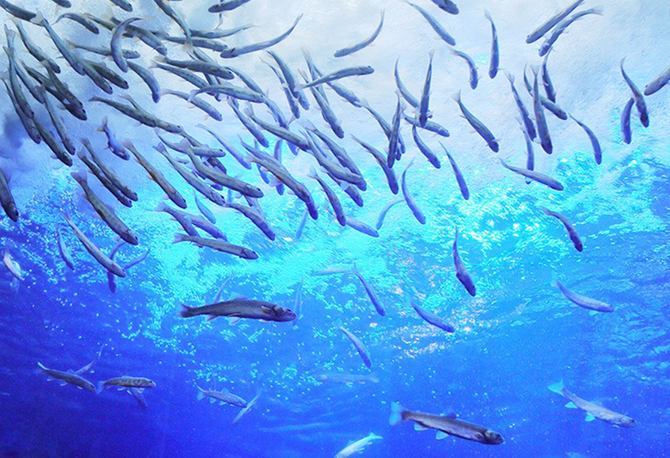 北の大地の水族館